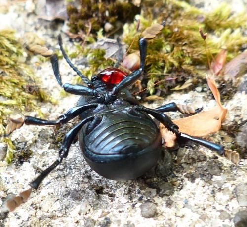 Timarcha tenebricosa