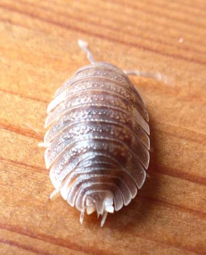 Porcellio dilatatus