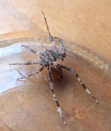 Araneus diadematus
