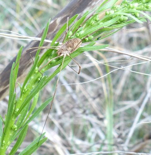 Phalangium opilio