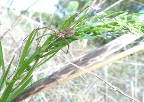 Réf. 214 086 : Phalangium opilio