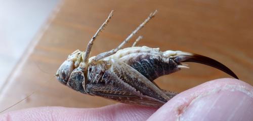 Réf. 214 041 : Platycleis affinis affinis