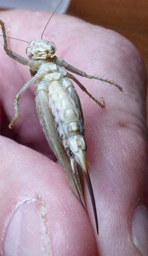 Réf. 214 042 : Platycleis affinis affinis