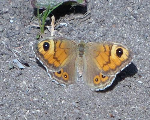 Lasiommata maera