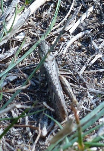 Chorthippus sp.