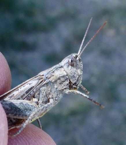 Chorthippus sp.