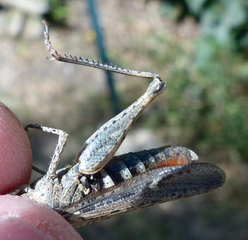 Chorthippus sp.