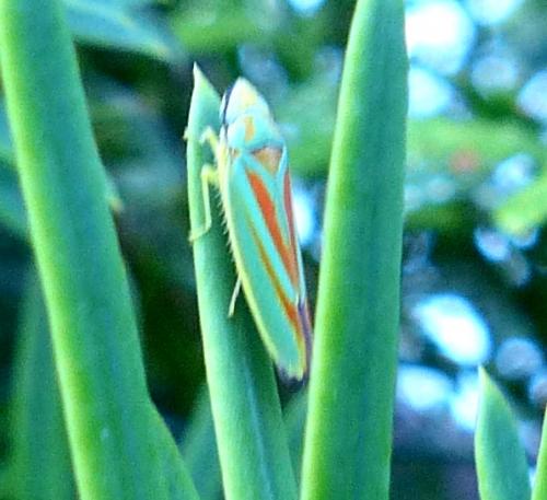 Graphocephala fennahi