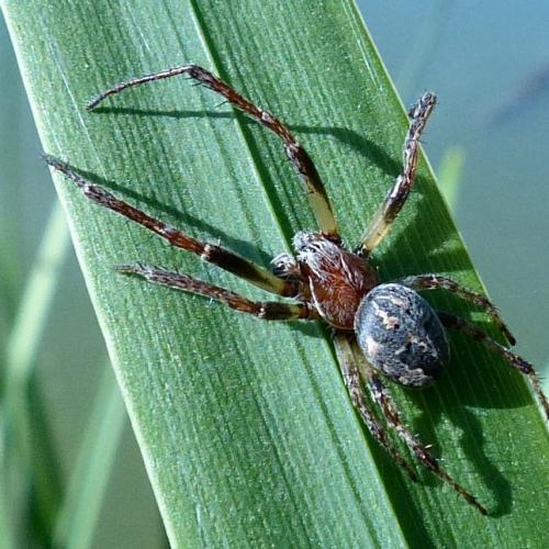 Larinioides cornutus