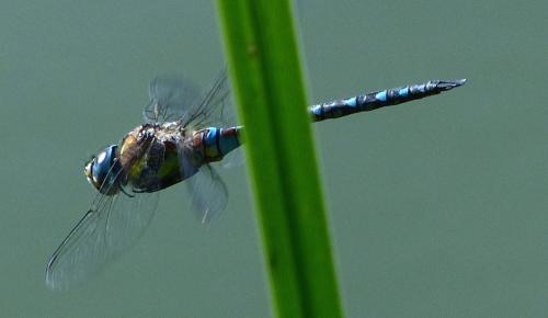 Aeshna mixta