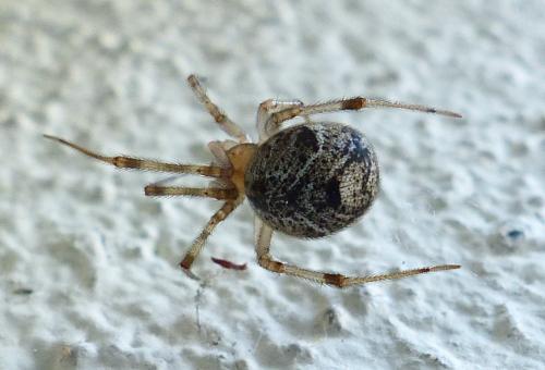 Parasteatoda tepidariorum