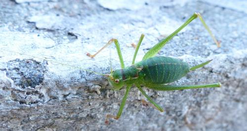 Leptophyes punctatissima