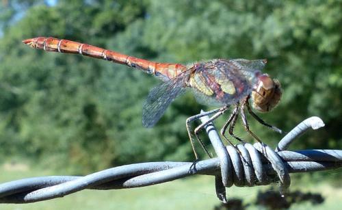 Réf. 214 444 : Sympetrum striolatum
