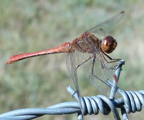 Sympetrum meridionale