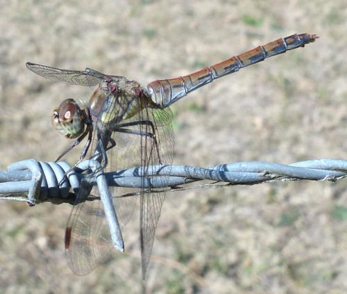 Sympetrum striolatum