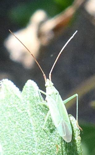 Trigonotylus sp.