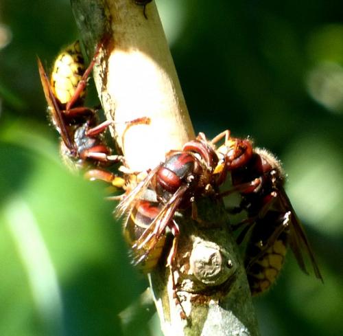 Réf. 214 507 : Vespa crabro