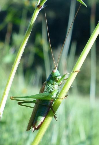 Conocephalus fuscus