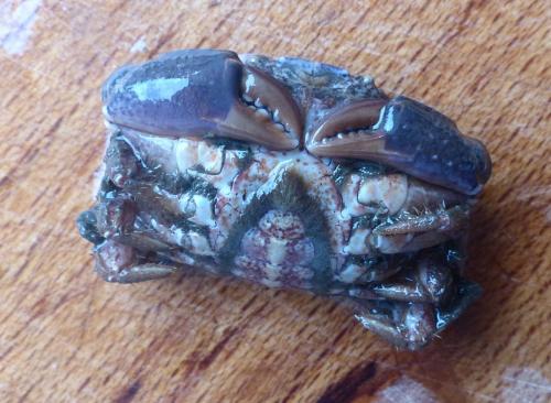 Xantho pilipes