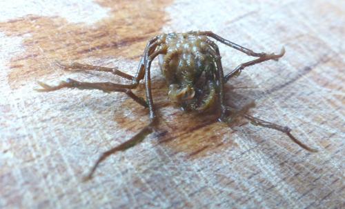Réf. 214 593 : Macropodia rostrata