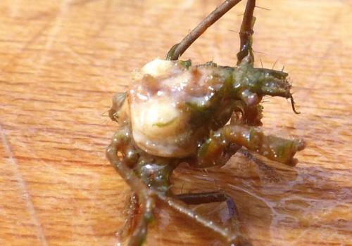 Réf. 214 614 : Macropodia rostrata