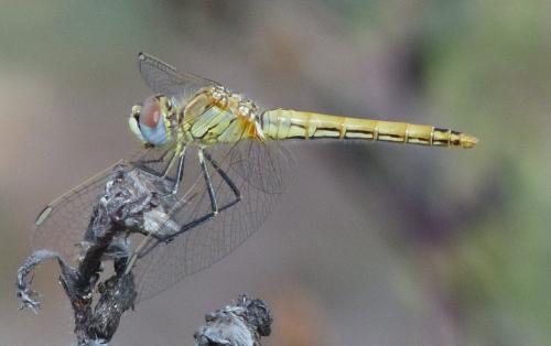 Sympetrum fonscolombii