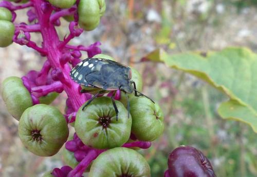 Nezara viridula