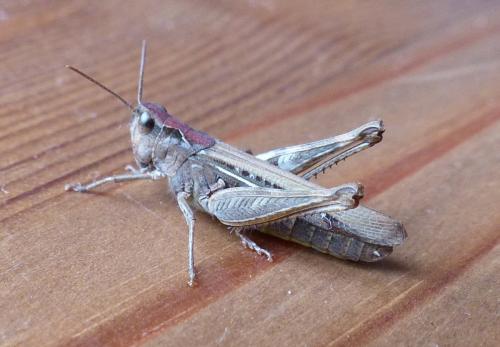 Chorthippus sp.