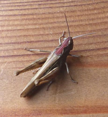 Chorthippus sp.