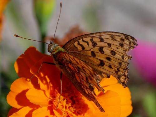 Réf. 214 048 : Argynnis sp.
