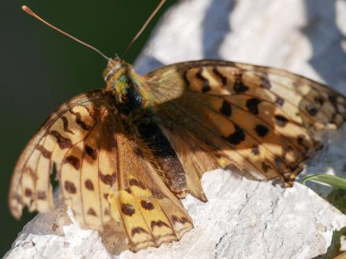 Réf. 214 056 : Argynnis sp.