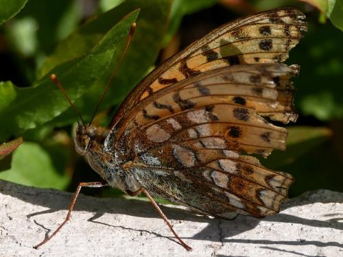 Argynnis sp.