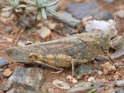Réf. 214 364 : Locustinae inconnu