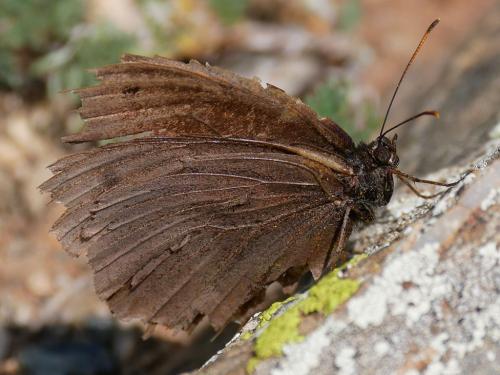 Satyrinae
