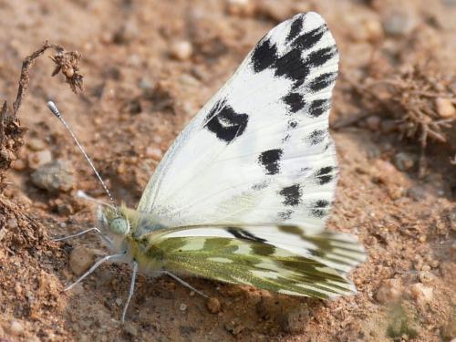 Pontia chloridice
