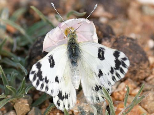 Pontia chloridice