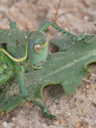 Gampsocleis sp.