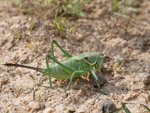 Gampsocleis sp.