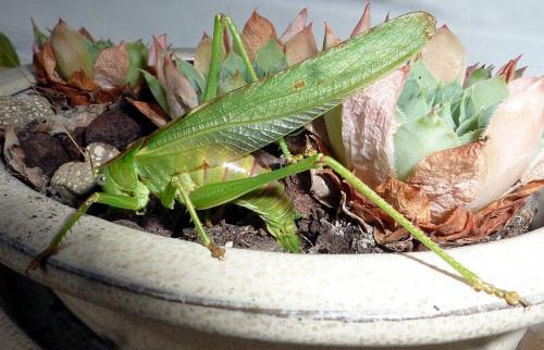 Tettigonia viridissima