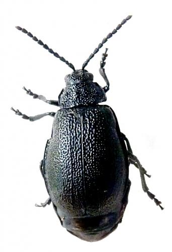 Réf. 214 992 : Galeruca tanaceti