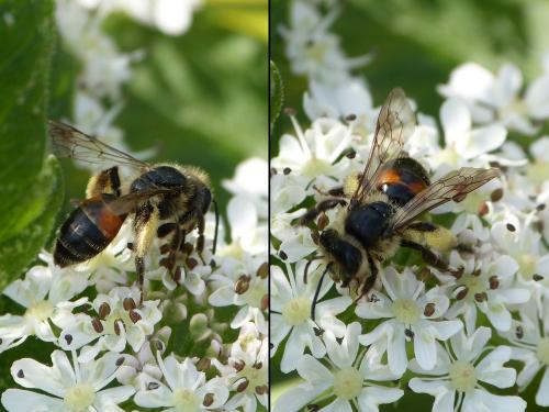 Andrena rosae