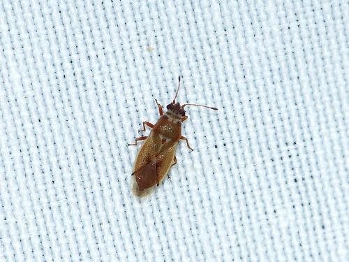Réf. 214 633 : Cymus melanocephalus