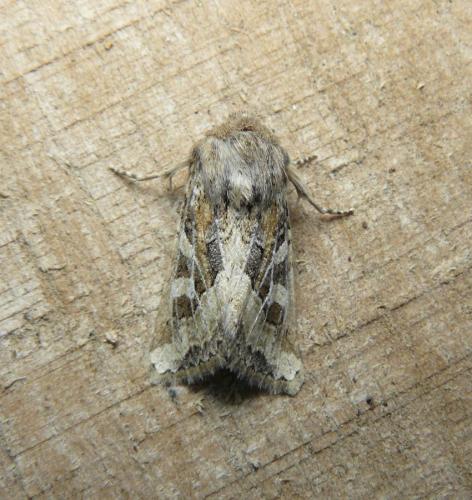Réf. 214 884 : Luperina dumerilii