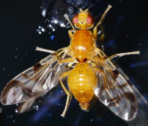 Réf. 214 628 : Acidia cognata