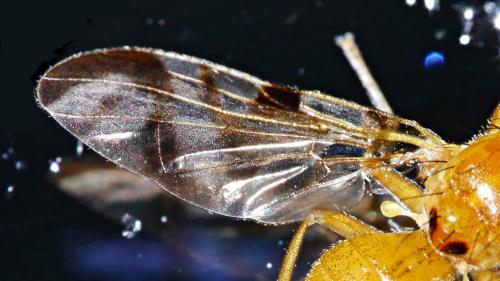 Réf. 214 630 : Acidia cognata