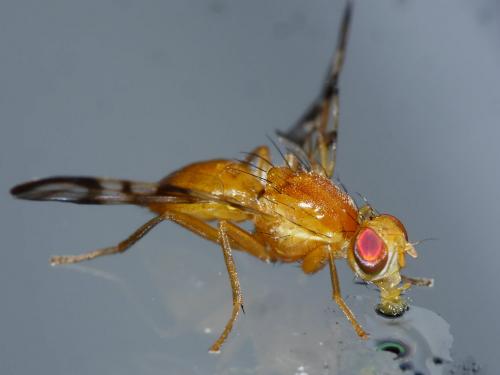 Réf. 214 629 : Acidia cognata
