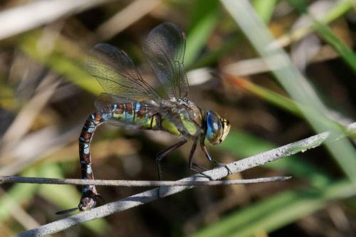 Aeshna mixta