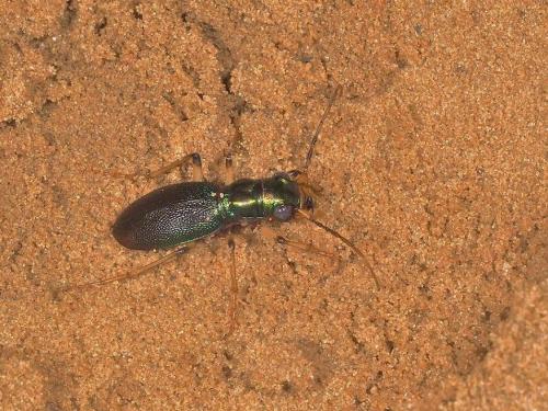 Réf. 214 865 : Megacephala sp.
