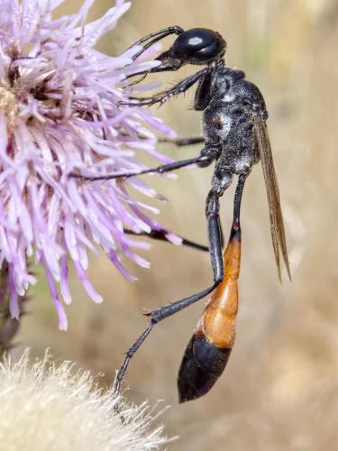 Réf. 214 943 : Ammophila campestris