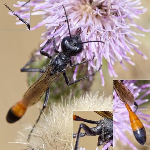 Réf. 214 944 : Ammophila campestris